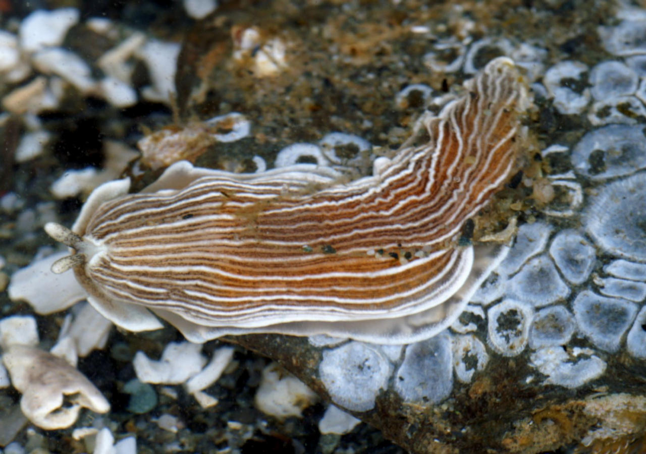 Armina californica